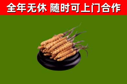 九龙坡区烟酒回收冬虫夏草.jpg